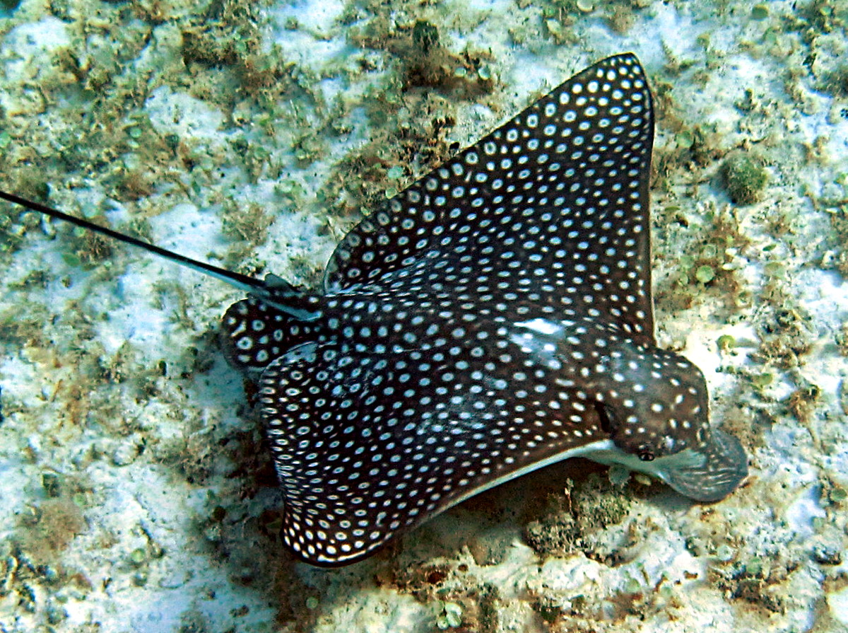 Spotted Eagle Ray